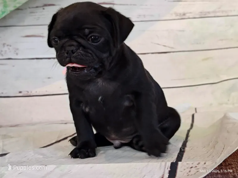 Ellis – Pug puppy for sale in Salina, KS