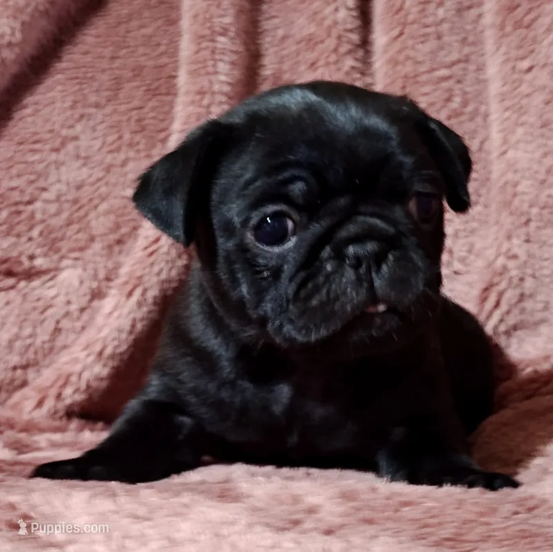 Mochi Missy Black Pug Girl – Pug puppy for sale in Salina, KS