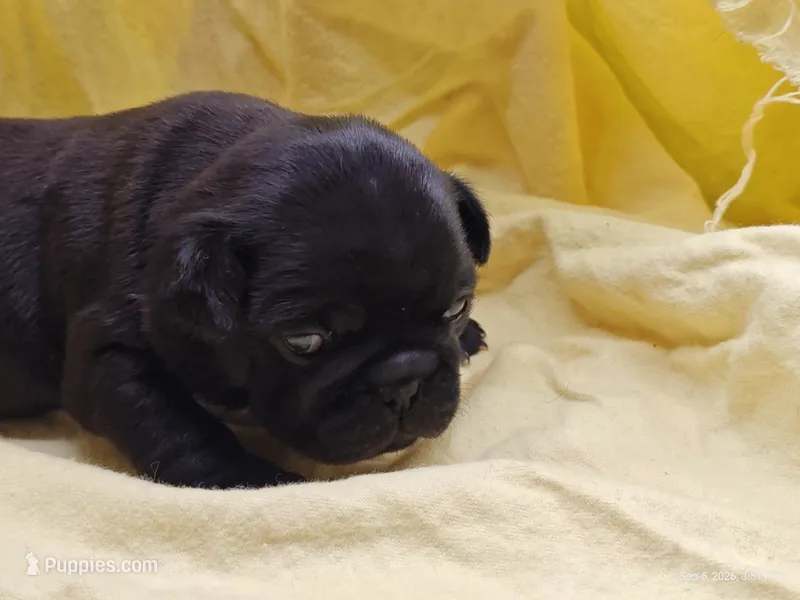 Mochi Missy Black Pug Girl – Pug puppy for sale in Salina, KS