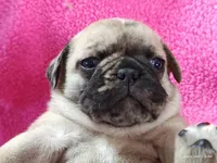 Mitten, a female Pug for sale in Salina, KS – Photo 3 of 10