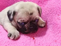 Mitten, a female Pug for sale in Salina, KS – Photo 5 of 10