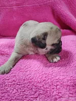 Mitten, a female Pug for sale in Salina, KS – Photo 10 of 10