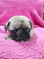 Mitten, a female Pug for sale in Salina, KS – Photo 8 of 10