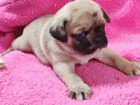 Mitten, a female Pug for sale in Salina, KS – Photo 2 of 10