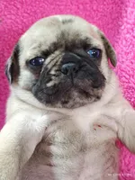 Mitten, a female Pug for sale in Salina, KS – Photo 6 of 10