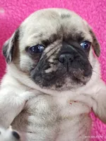 Mitten, a female Pug for sale in Salina, KS – Photo 4 of 10