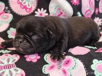MINNIE, a female Pug for sale in Salina, KS – 8 of 10