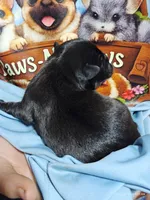 Pugsly Pug Man, a male Pug for sale in Salina, KS – 4 of 4