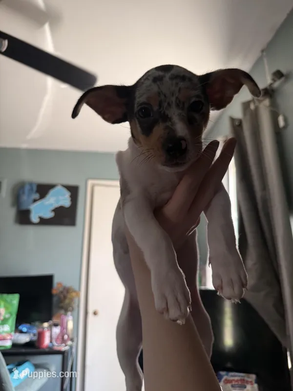 Rusty – Miniature Dachshund puppy for sale in Warren, MI