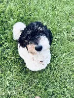 Emmy, a female Aussiedoodle for sale in Wabasha, MN – Photo 1 of 3