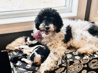 Emmy, a female Aussiedoodle for sale in Wabasha, MN – Photo 2 of 3