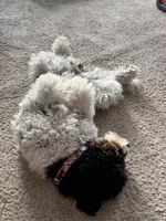 Emmy, a female Aussiedoodle for sale in Wabasha, MN – Photo 3 of 3