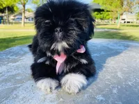 Chloe, a female Lhasa Apso and Shih Tzu for sale in Coalinga, CA – Photo 4 of 6
