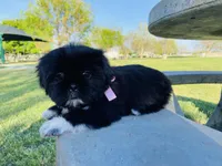 Chloe, a female Lhasa Apso and Shih Tzu for sale in Coalinga, CA – Photo 6 of 6