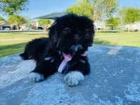 Chloe, a female Lhasa Apso and Shih Tzu for sale in Coalinga, CA – Photo 3 of 6