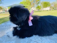 Chloe, a female Lhasa Apso and Shih Tzu for sale in Coalinga, CA – Photo 2 of 6