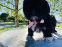 Chloe, a female Lhasa Apso and Shih Tzu for sale in Coalinga, CA – Photo 1 of 6