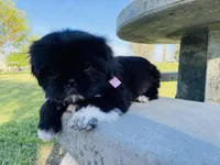 Chloe, a female Lhasa Apso and Shih Tzu for sale in Coalinga, CA – Photo 5 of 6