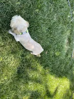 Zaire , a male Shih Tzu for sale in Coalinga, CA – 6 of 6