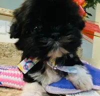 Claire, a female Lhasa Apso and Shih Tzu for sale in Coalinga, CA – Photo 3 of 5
