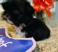 Claire, a female Lhasa Apso and Shih Tzu for sale in Coalinga, CA – Photo 2 of 5