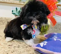 Claire, a female Lhasa Apso and Shih Tzu for sale in Coalinga, CA – Photo 1 of 5