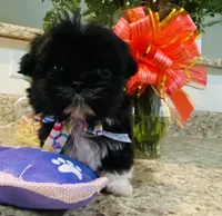 Claire, a female Lhasa Apso and Shih Tzu for sale in Coalinga, CA – Photo 5 of 5