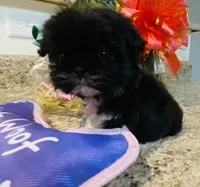 Claire, a female Lhasa Apso and Shih Tzu for sale in Coalinga, CA – Photo 4 of 5