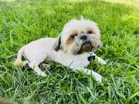 Zaire , a male Shih Tzu for sale in Coalinga, CA – 3 of 6
