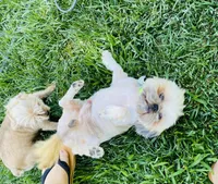 Zaire , a male Shih Tzu for sale in Coalinga, CA – 1 of 6