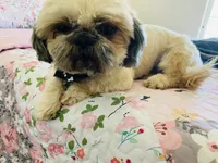 Zaire Akc , a male Shih Tzu for sale in Coalinga, CA – 2 of 4