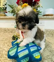Dash, a male Lhasa Apso and Shih Tzu for sale in Coalinga, CA – Photo 2 of 4