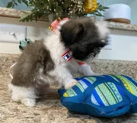 Dash, a male Lhasa Apso and Shih Tzu for sale in Coalinga, CA – Photo 3 of 4