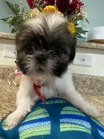 Dash, a male Lhasa Apso and Shih Tzu for sale in Coalinga, CA – Photo 4 of 4