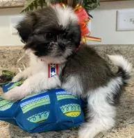 Dash, a male Lhasa Apso and Shih Tzu for sale in Coalinga, CA – Photo 1 of 4