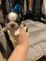 Comet, a male Shih Tzu for sale in Coalinga, CA – 2 of 3