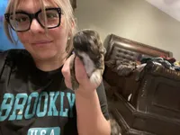 Dexter, a male Shih Tzu for sale in Coalinga, CA – 4 of 6
