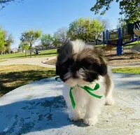 Dash, a male Lhasa Apso and Shih Tzu for sale in Coalinga, CA – Photo 3 of 5