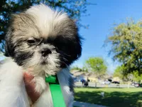 Dash, a male Lhasa Apso and Shih Tzu for sale in Coalinga, CA – Photo 5 of 5