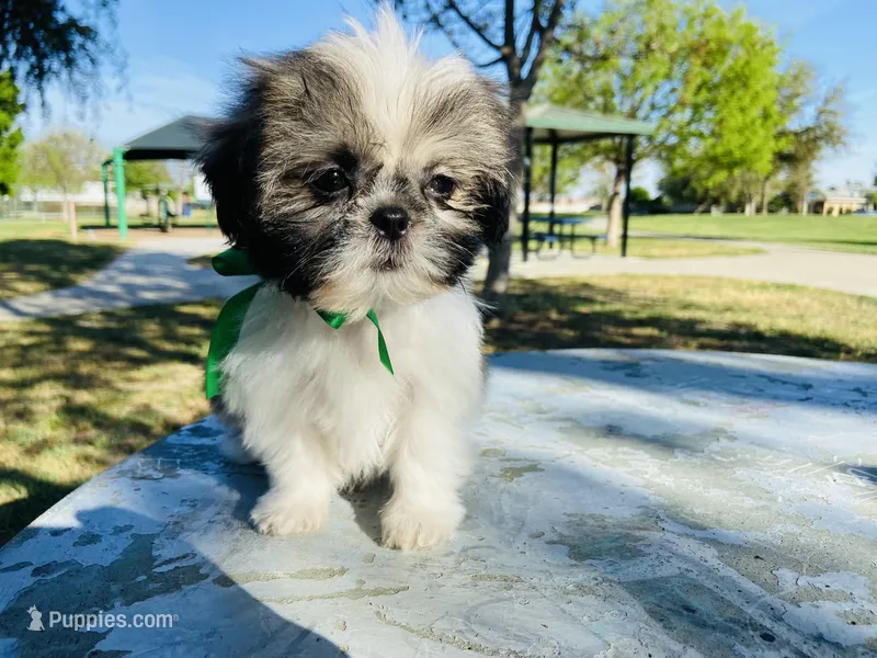 Dash – Lhasa Apso, Shih Tzu puppy for sale in Coalinga, CA