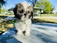 Dash, a male Lhasa Apso and Shih Tzu for sale in Coalinga, CA – Photo 1 of 5