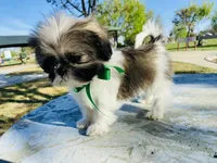 Dash, a male Lhasa Apso and Shih Tzu for sale in Coalinga, CA – Photo 4 of 5