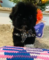 Chloe , a female Lhasa Apso and Shih Tzu for sale in Coalinga, CA – Photo 1 of 5