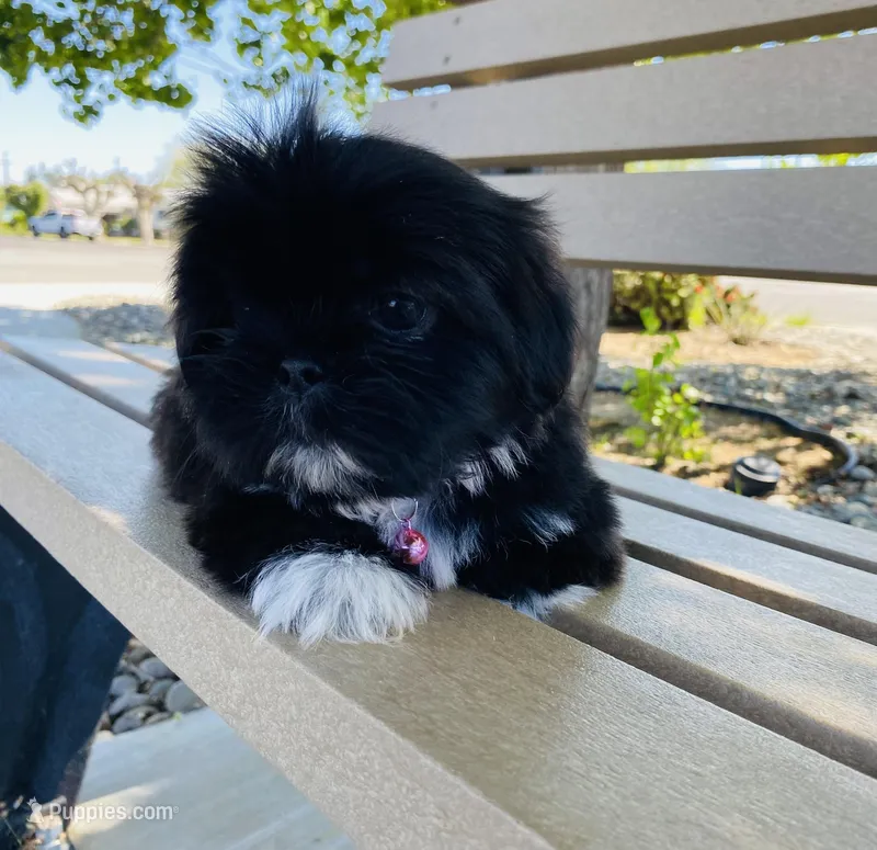 Chloe  – Lhasa Apso, Shih Tzu puppy for sale in Coalinga, CA