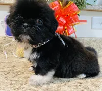 Chloe , a female Lhasa Apso and Shih Tzu for sale in Coalinga, CA – Photo 4 of 5