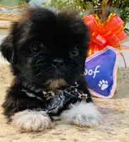 Chloe , a female Lhasa Apso and Shih Tzu for sale in Coalinga, CA – Photo 3 of 5