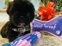 Chloe , a female Lhasa Apso and Shih Tzu for sale in Coalinga, CA – Photo 2 of 5