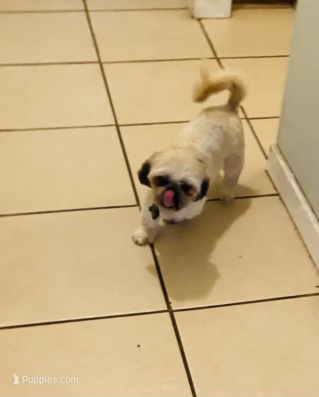 Zaire Akc  – Shih Tzu puppy for sale in Coalinga, CA