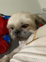 Zaire Akc , a male Shih Tzu for sale in Coalinga, CA – 4 of 4