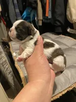 Comet, a male Shih Tzu for sale in Coalinga, CA – 3 of 3